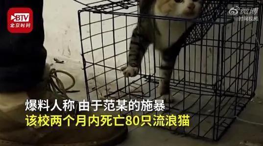 虐猫爆料贴吧最新消息,最新爆料揭示惊人内幕